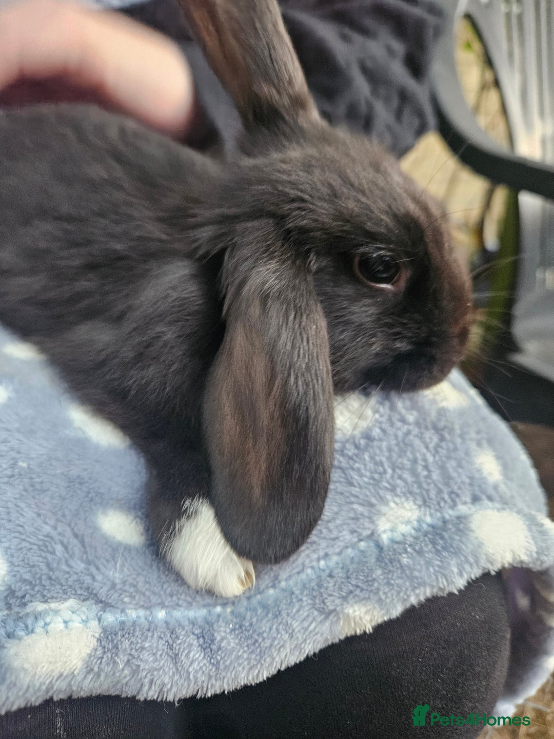 Mini Lop rabbits for sale: 4 gorgeous mini lop boys - Image 11