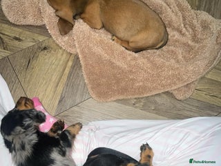 Miniature Dachshund dogs STUNNING MINIATURE PUPPPIES - Advert 6