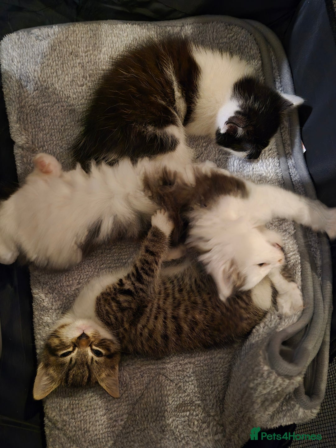 Mixed Breed cats for sale: XxX Gorgeous calico mixedbreed kittens 2 left ♥️  - Advert 17