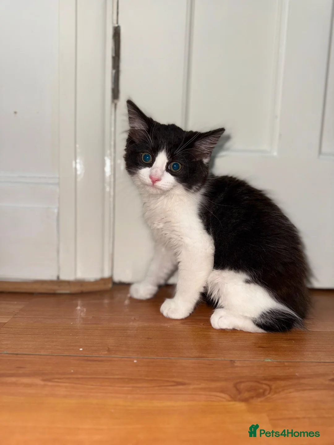 Mixed Breed cats for sale: Tux, Male long haired tuxedo kitten  - Advert 5