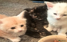 Maine Coon cats for sale: Pure Maine coons fully vaccinated and chipped  - Image 20