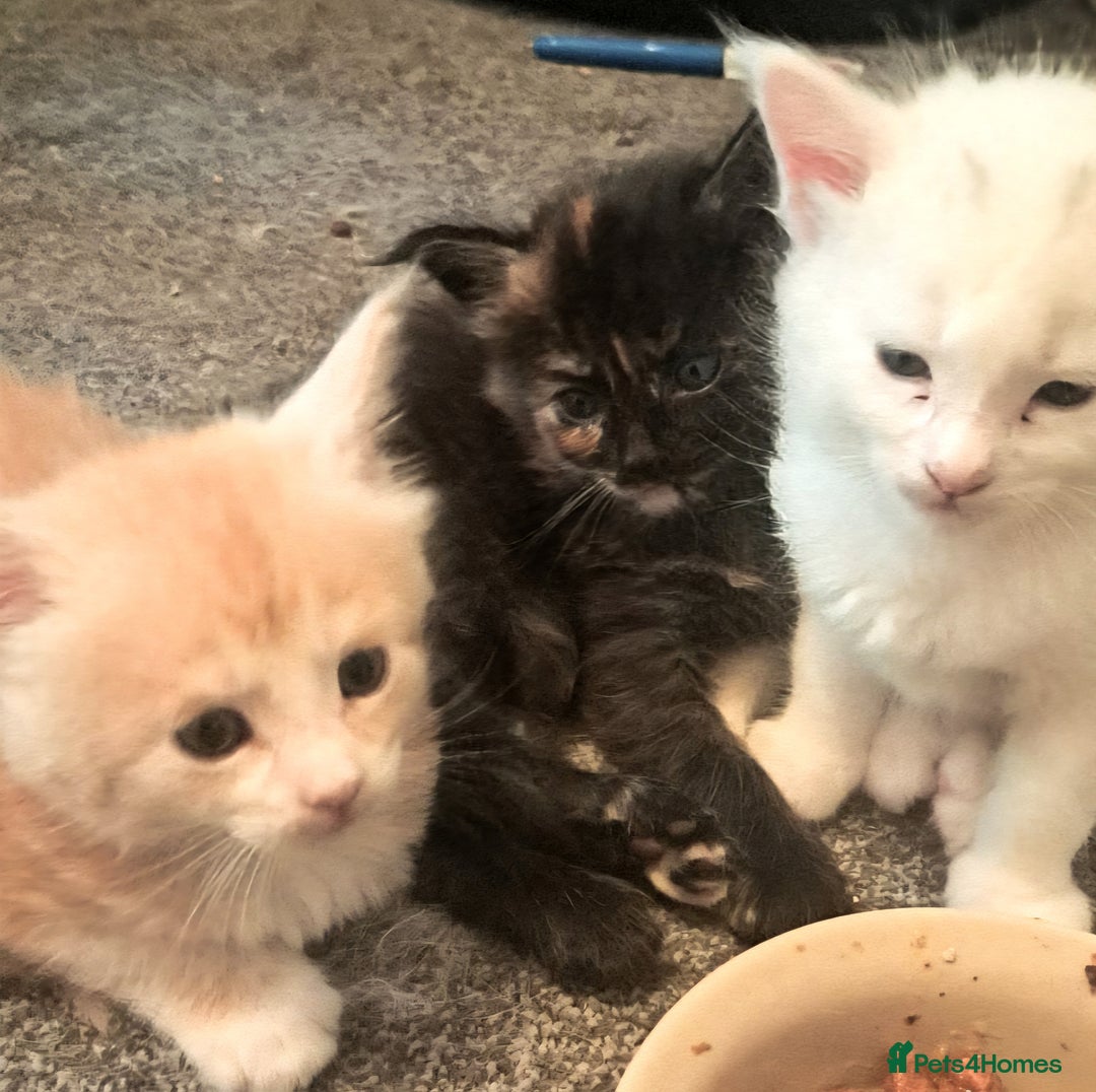 Maine Coon cats for sale: Pure Maine coons fully vaccinated and chipped  - Image 20