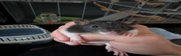 Rat rodents for sale: 10 Beautiful Pet Rats Looking for Forever Homes 🐀 - Advert 5