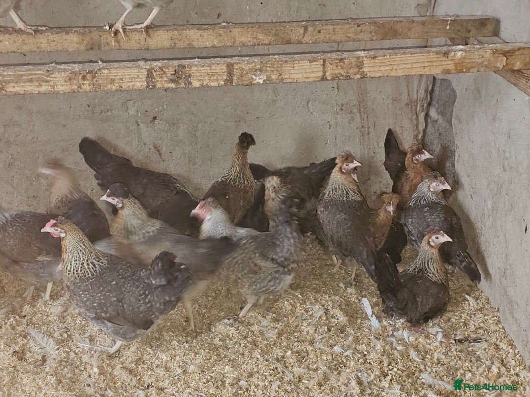 Chickens poultry for sale: Cream legbars  - Advert 2