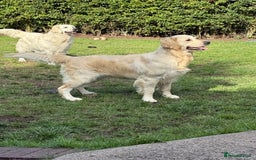 Golden Retriever dogs for sale: Golden retriever puppies confirmed (due 15/11) - Image 5