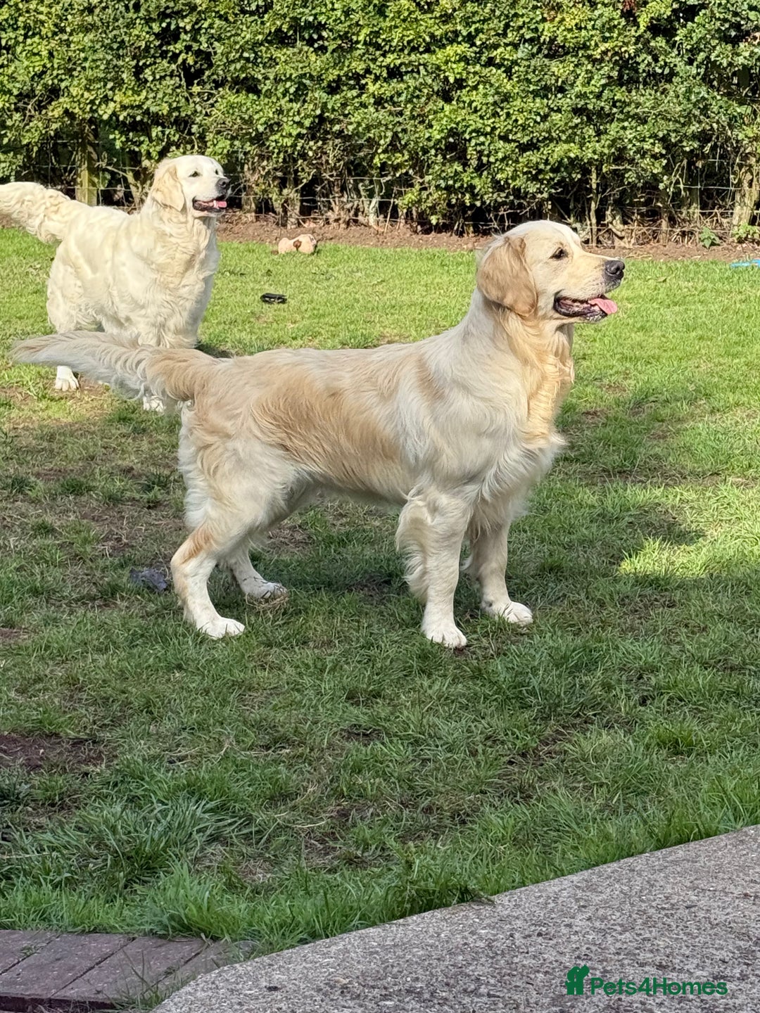 Golden Retriever dogs for sale: Golden retriever puppies confirmed (due 15/11) - Image 5