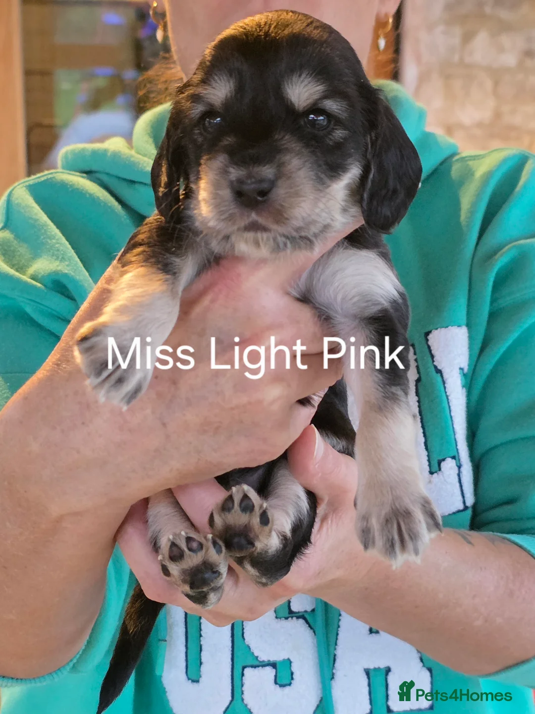 Cockapoo dogs for stud: Silver Phantom Parti Cockapoo for Stud - Advert 11