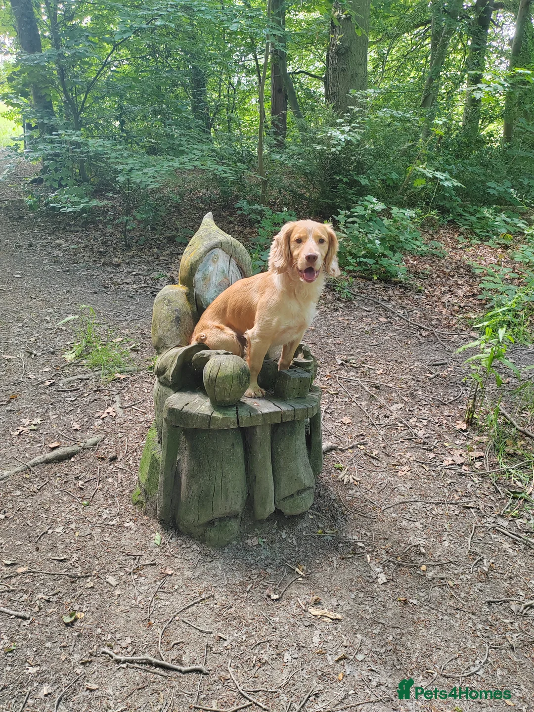 Cocker Spaniel dogs for stud: KC REGISTERED WORKING COCKER SPANIEL FOR STUD in Rhayader - Advert 15