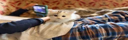 Siberian cats for sale: Hypoallergenic TICA pedigree Siberian kitten READY - Advert 5