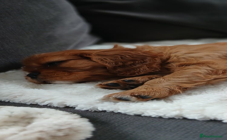 Cavalier King Charles Spaniel dogs - Advert 9