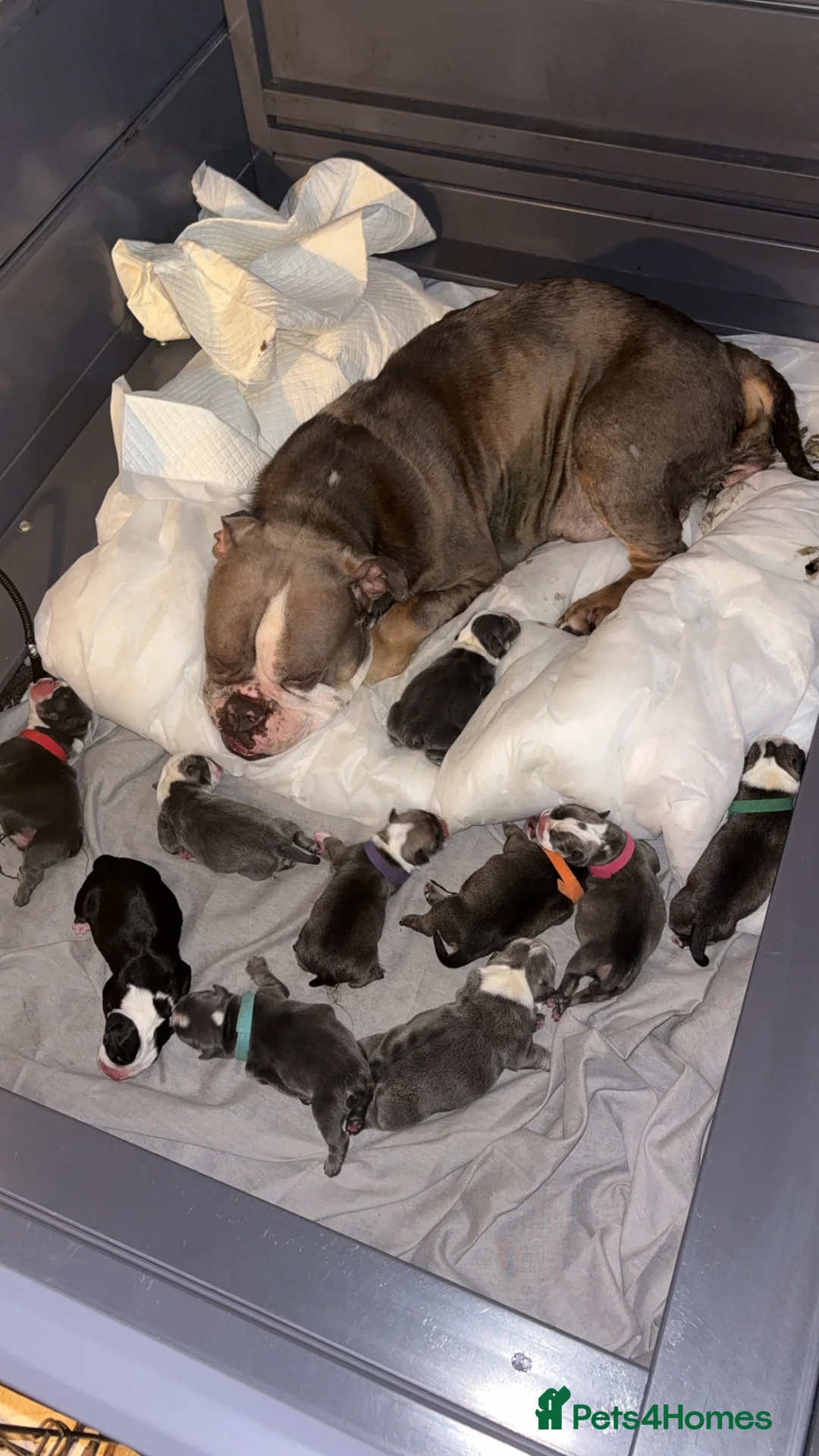 English Bulldog dogs for sale: English bulldogs PUPPIES NEBBR REGISTERED - Advert 10