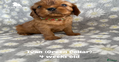 Cavalier King Charles Spaniel dogs - Advert 9