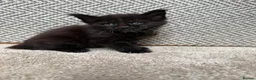 Maine Coon cats for sale: Beautiful Baby Maine Coon Kittens - Advert 28