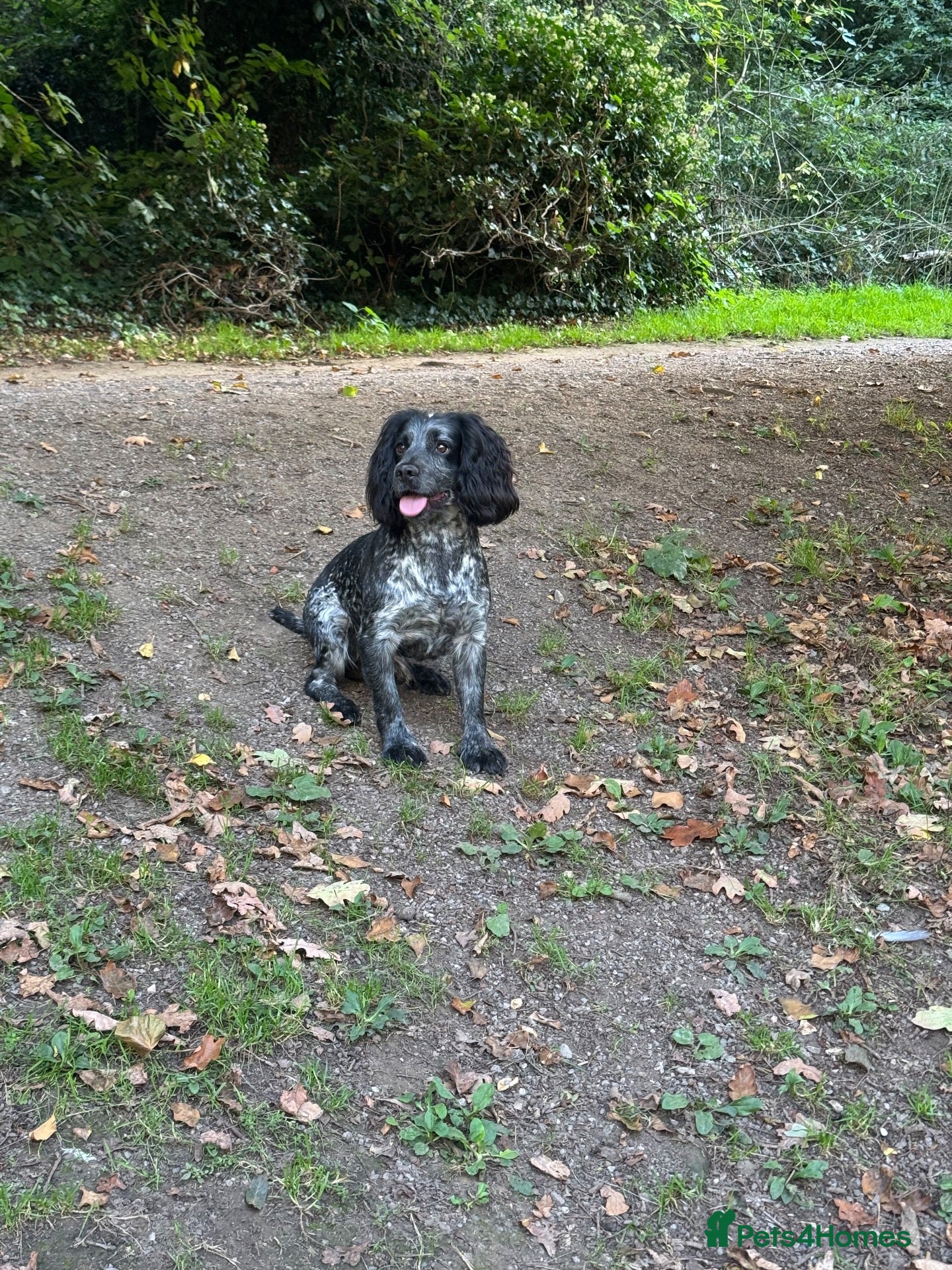 Cocker Spaniel dogs Blue Roan Cocker Spaniel Stud Dog - Advert 8