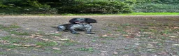 Cocker Spaniel dogs for stud: Blue Roan Cocker Spaniel Stud Dog - Advert 1