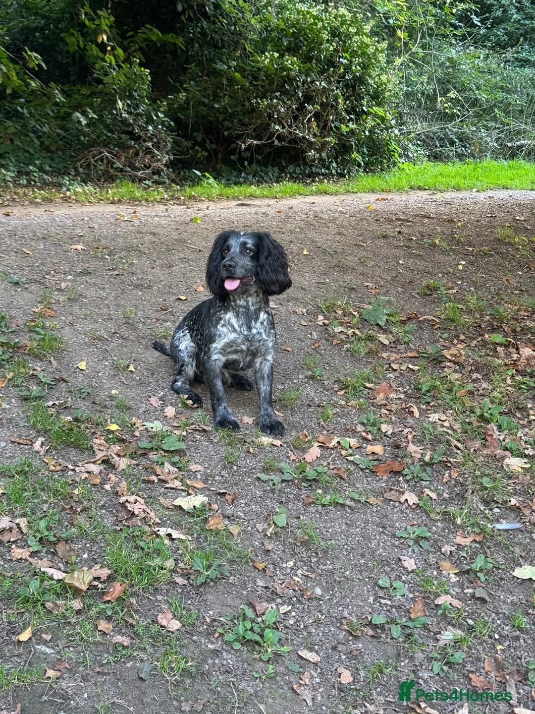 Cocker Spaniel dogs for stud: Blue Roan Cocker Spaniel Stud Dog - Advert 1