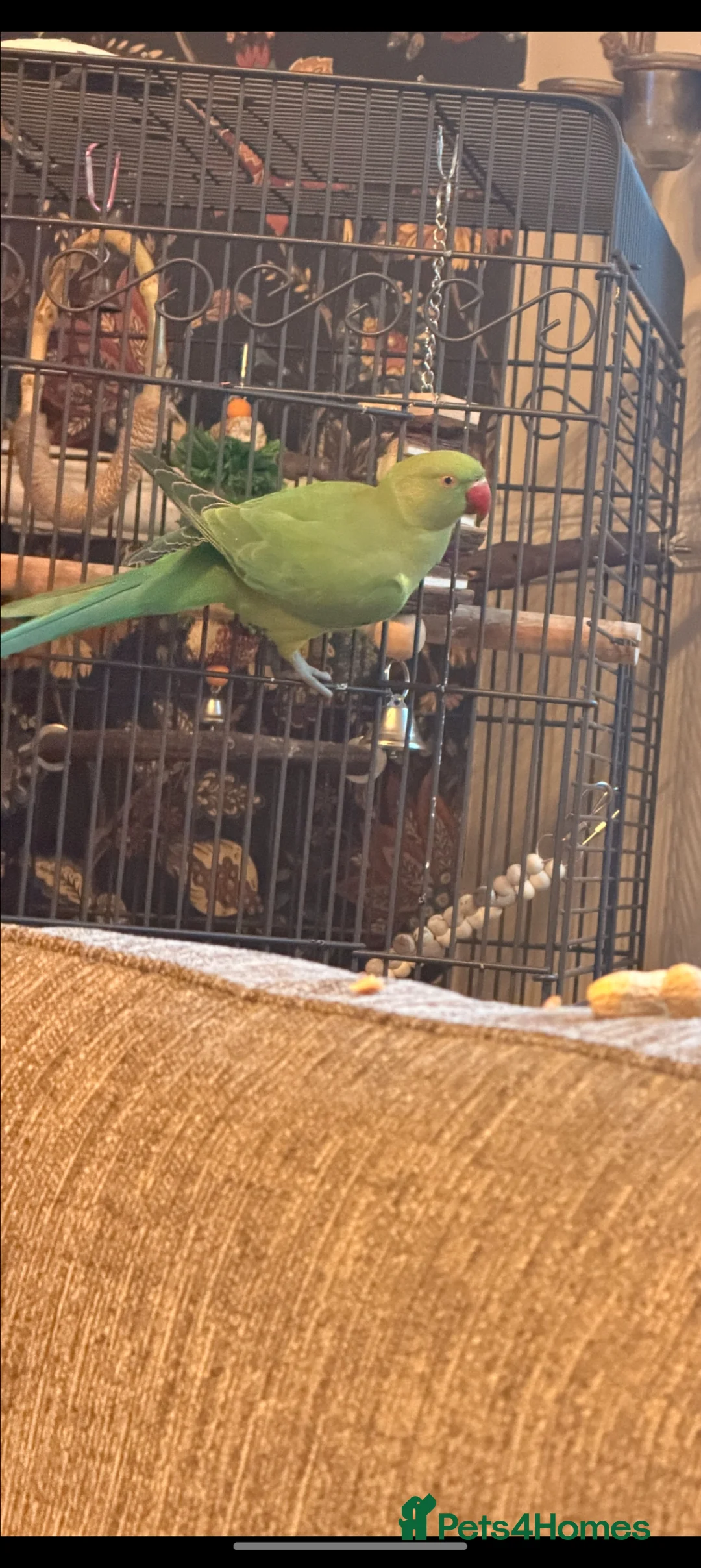 Ringnecks birds for sale: Ringneck - Advert 2