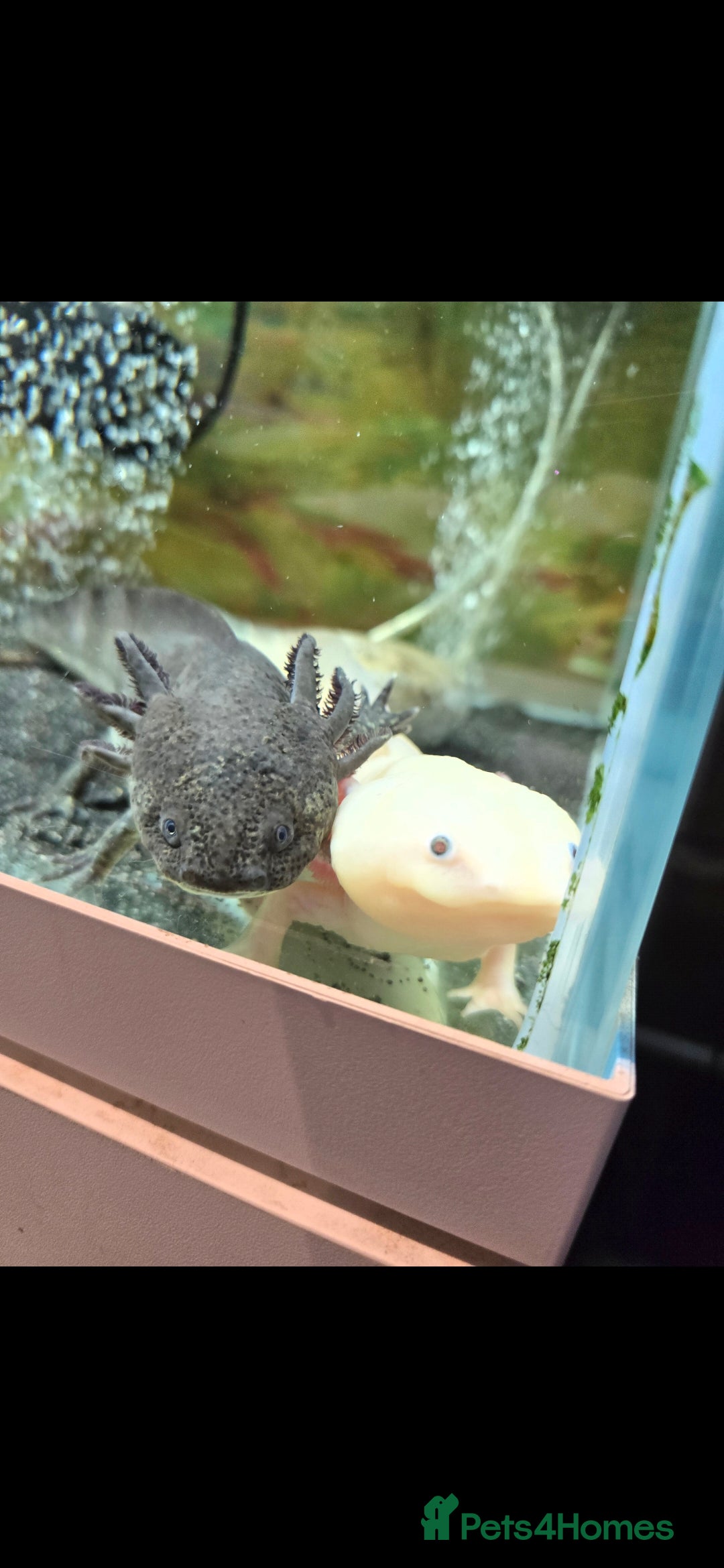 Axolotl reptiles for sale: A pair of male axolotl  - Advert 2