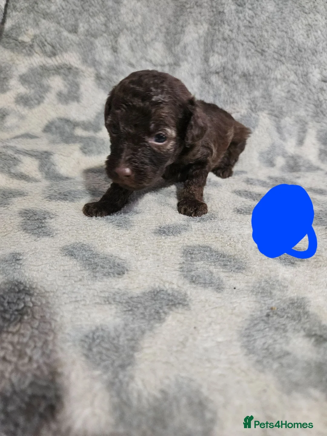 Toy Poodle dogs for sale: Toy poodle puppies  in Manchester - Advert 11