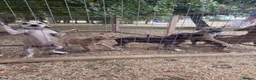 Mixed Breed dogs for sale: Lurches x saluki  - Advert 5
