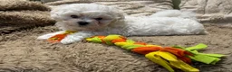 Maltese dogs for sale: Beautiful Maltese puppy  - Advert 3