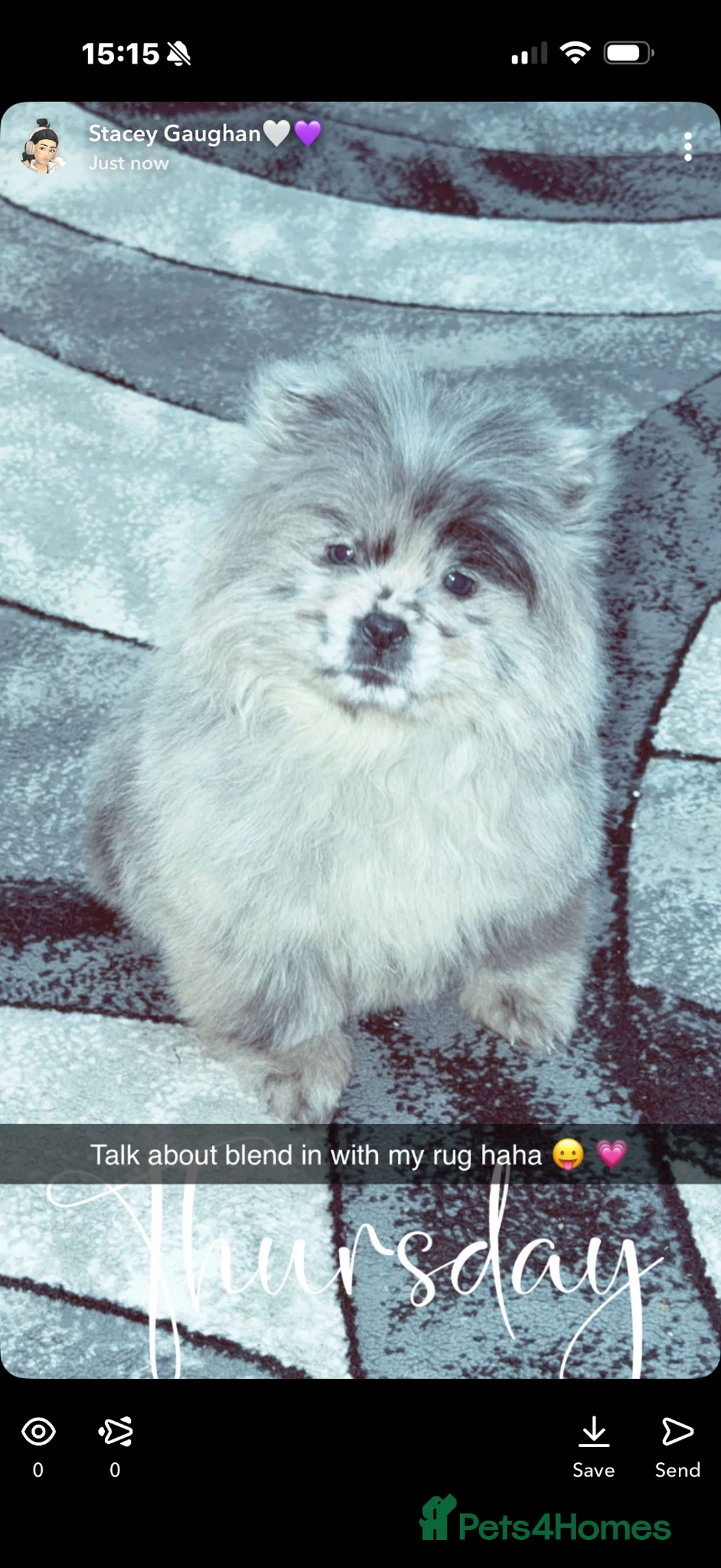 Chow Chow dogs for sale: Chow chow  - Advert 5