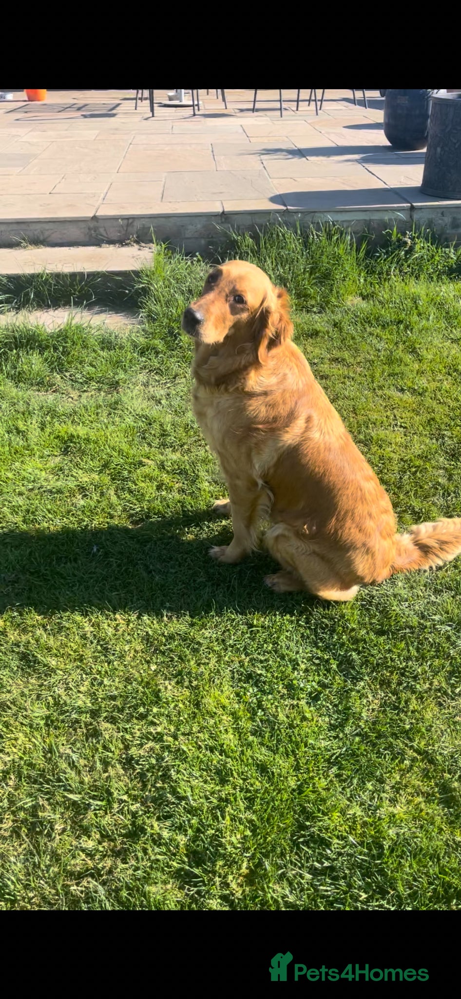 Golden Retriever dogs for sale: Beautiful, KC registered  Golden Retriever puppies - Advert 7