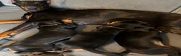 Dobermann dogs for sale: Health tested parents, Doberman puppies available. - Advert 9