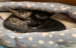 Domestic Shorthair cats for sale: Tabby kittens for sale - Image 40