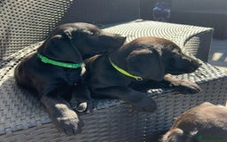 Labrador Retriever dogs for sale: Kc reg black working Labrador puppies  - Image 26