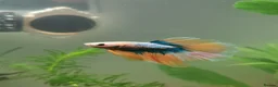 Bettas fish for sale: Male half-moon betta fish in Saint Leonards-on-sea - Advert 4
