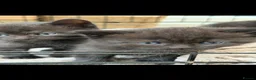 Mixed Breed cats for sale: Half British short hair kittens  in Luton - Advert 3