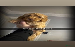 Miniature Poodle dogs for sale: Miniature poodles - Image 3