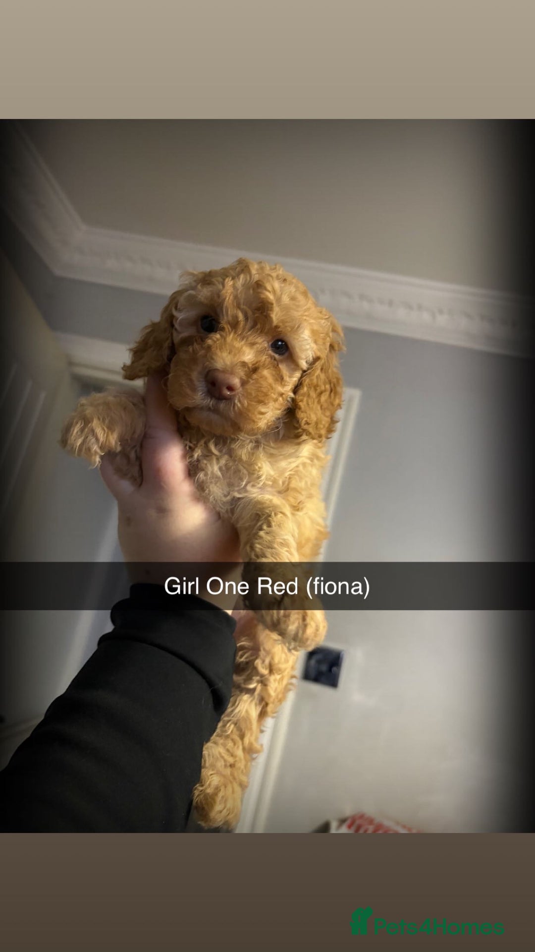 Miniature Poodle dogs for sale: Miniature poodles - Image 3