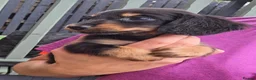 Miniature Dachshund dogs for sale: True longhaired minature dachshunds  - Advert 4