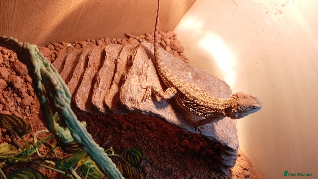 Bearded Dragon reptiles for sale: Stunning young dragons.  - Image 4