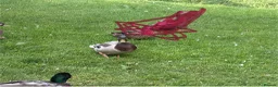Ducks poultry for sale: Ducks seeking new pond  in Cockburnspath - Advert 3