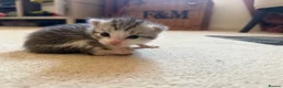 Mixed Breed cats for sale: Kittens for sale  - Advert 9