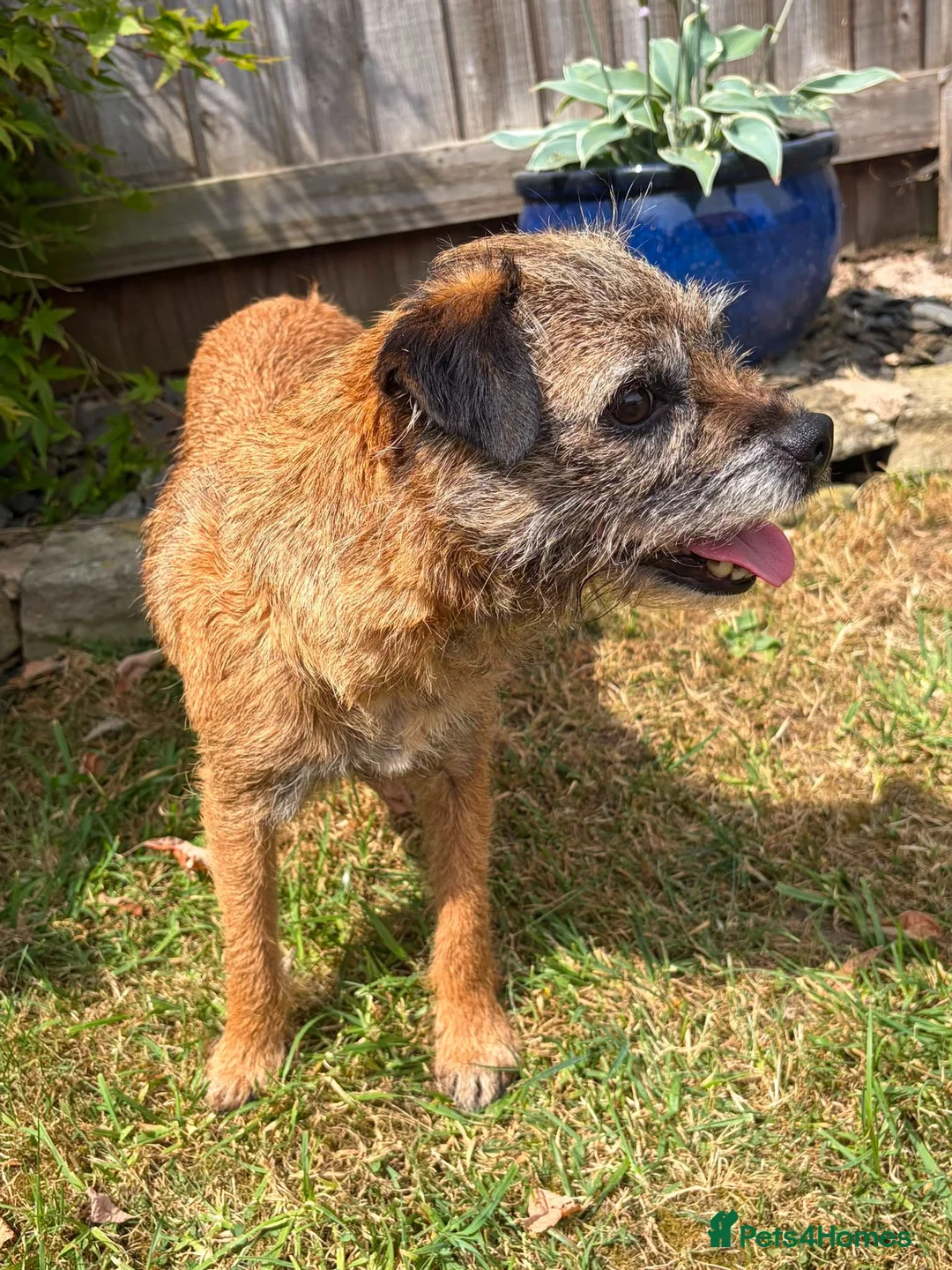 Border Terrier dogs for sale: KC registered Slem clear border females - Advert 1