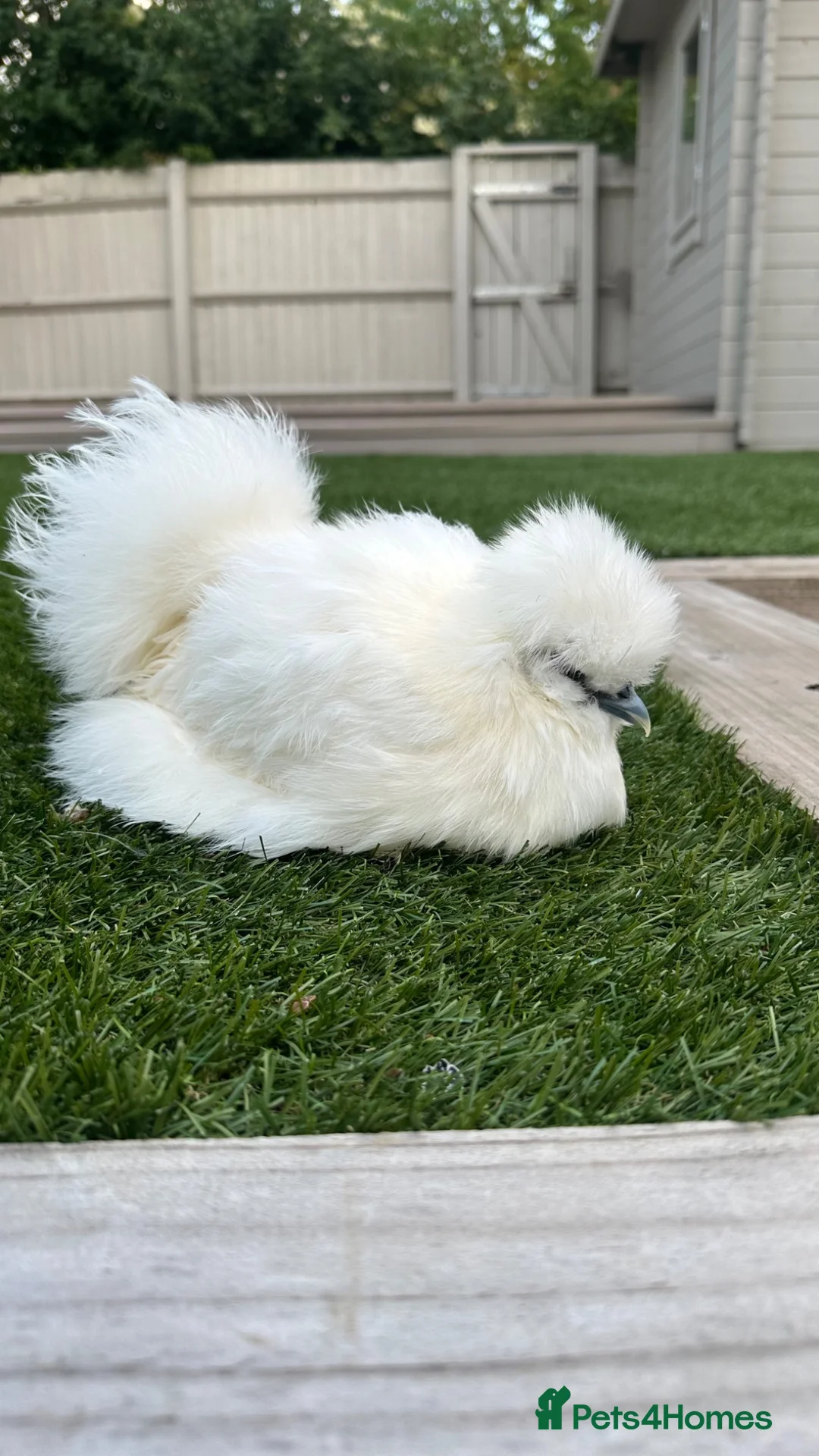 Chickens poultry for sale: Silkies - White females  - Advert 2