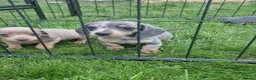 Dachshund dogs for sale: Soo cute  - Advert 20