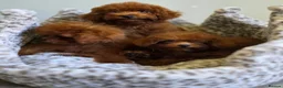 Toy Poodle dogs for sale: Asian toy poodle  - Advert 9