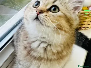 Scottish Fold cats TICA registered Pedigree boy kitten - Advert 6