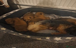 Mixed Breed dogs for sale: Yorkie-pom puppies  - Image 17