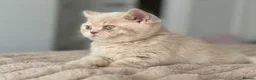 British Shorthair cats for sale: TICA CH Parents beautiful cream kitten male . - Advert 6
