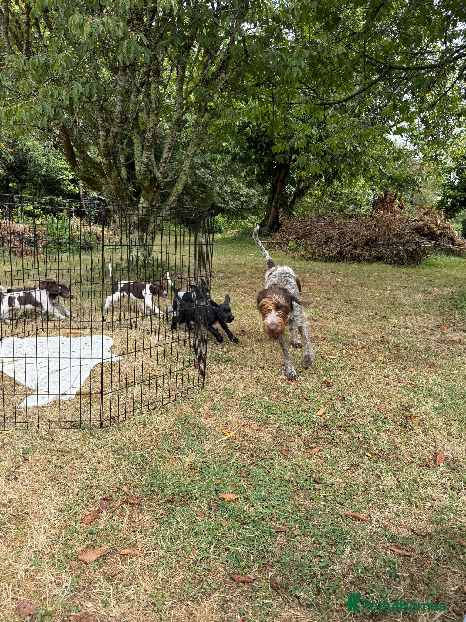 Mixed Breed dogs GWP X Weimsky puppies for sale - Advert 12
