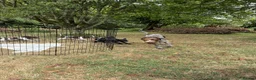 Mixed Breed dogs for sale: 1 GIRL READY TO GO GWP X Weimsky puppies for sale - Advert 1