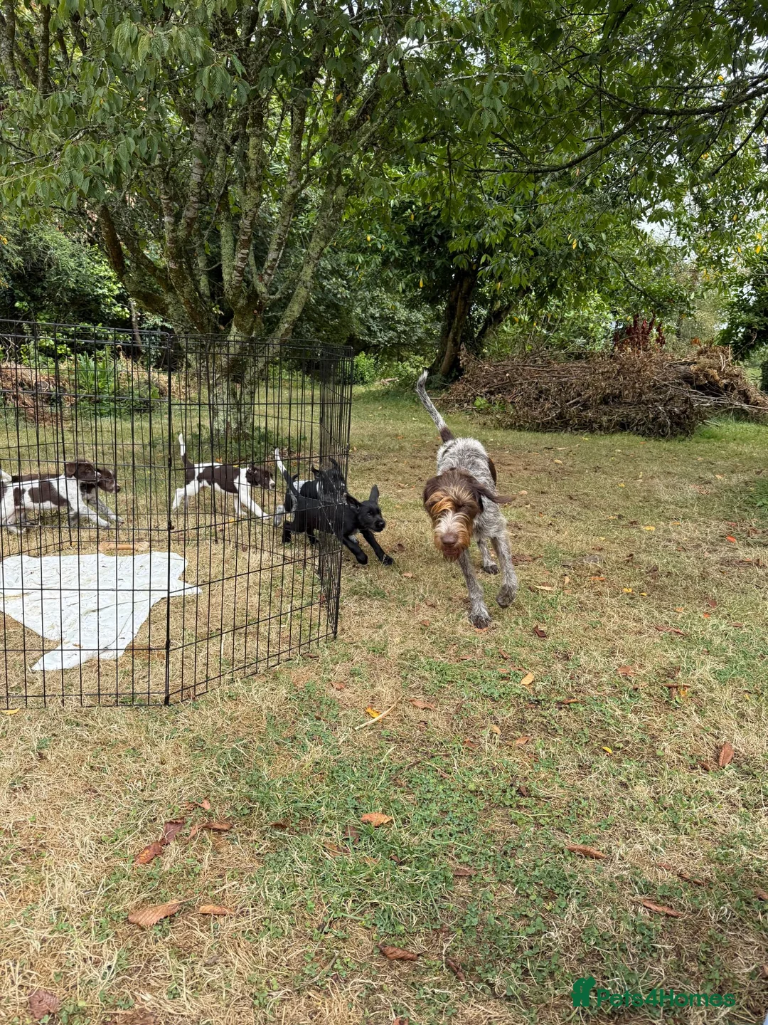 Mixed Breed dogs for sale: 1 GIRL READY TO GO GWP X Weimsky puppies for sale - Advert 1