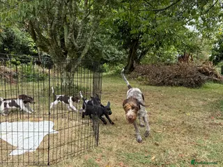 Mixed Breed dogs GWP X Weimsky puppies for sale - Advert 12