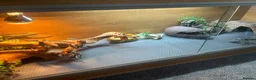Leopard Gecko reptiles for sale: Adult Leopard Gecko and full set up for sale  in Dunmow - Advert 4